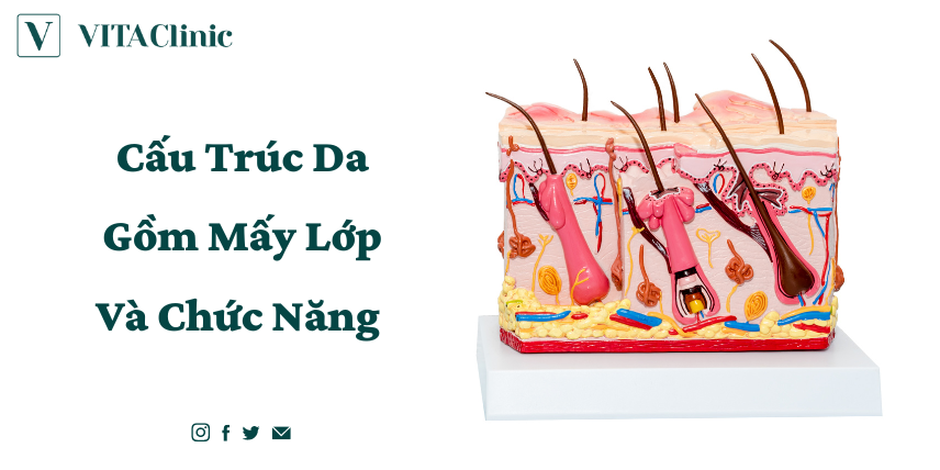 Cấu Trúc Da Gồm Mấy Lớp Và Chức Năng - VITA Clinic